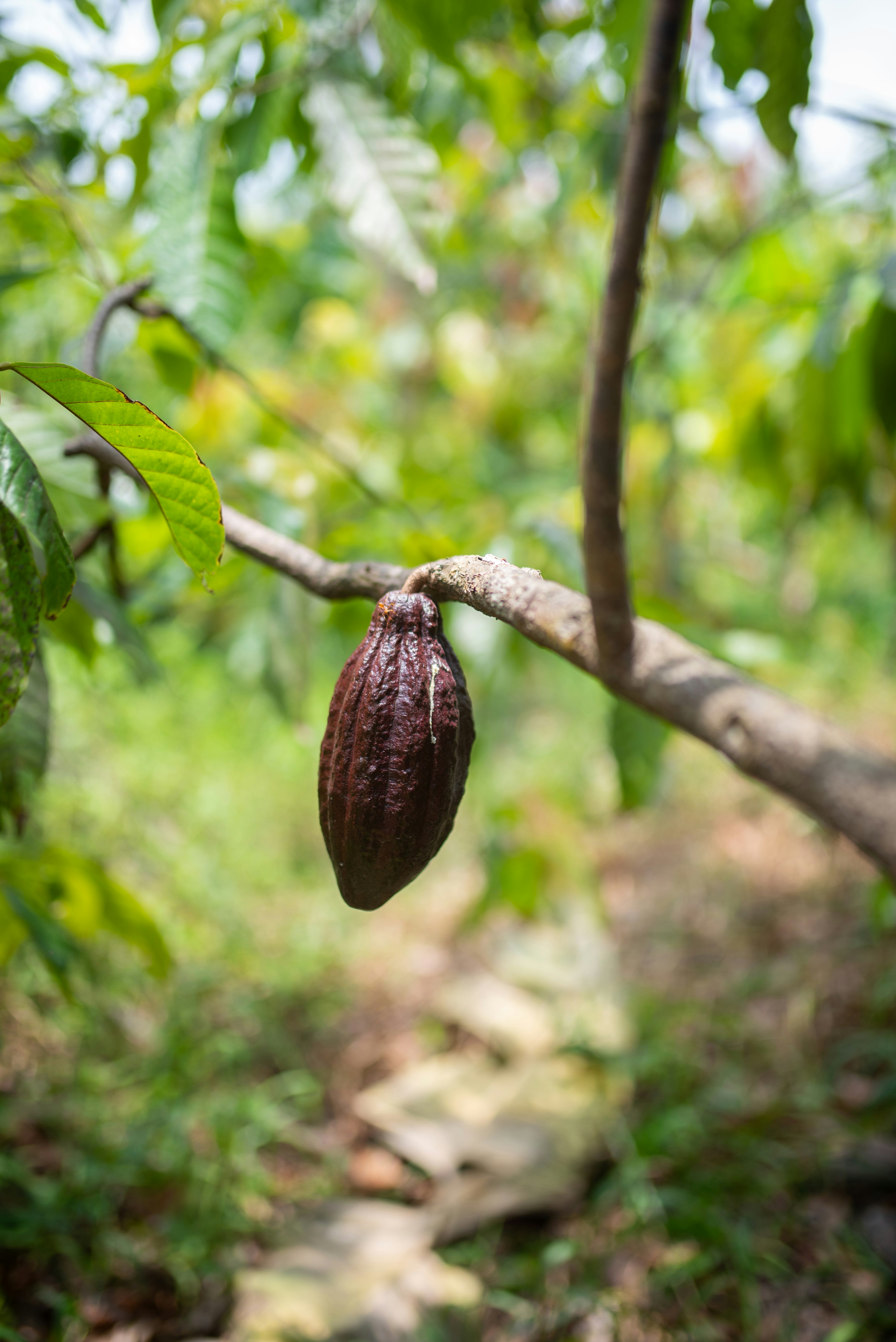 Pile of cocoa beans