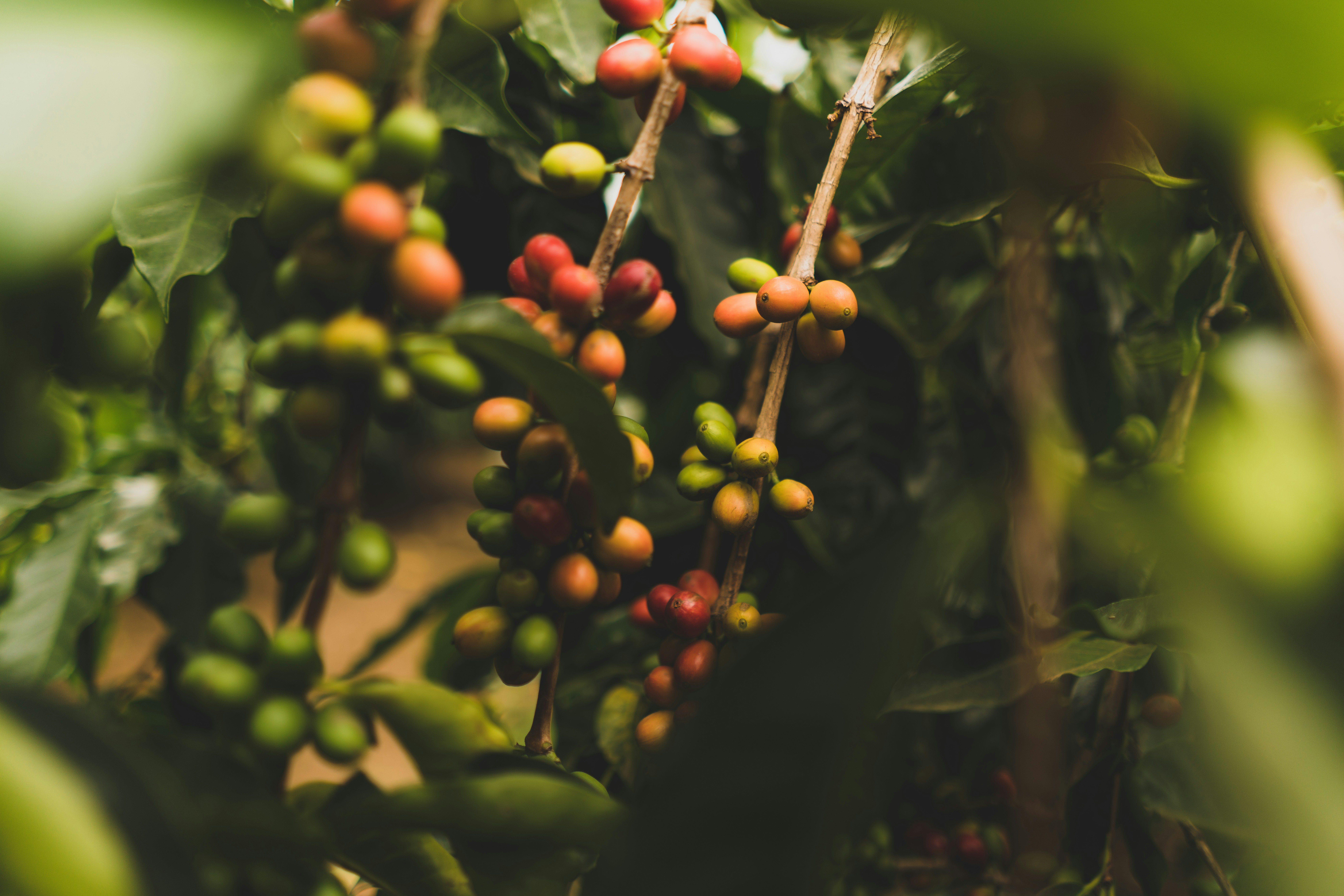 Coffee harvest Rwenzori
